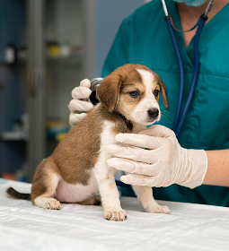 Puppies health check